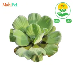 گیاه کاهو آبی کوچک (قطر 5 سانت)