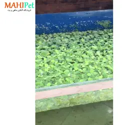 گیاه کاهو آبی کوچک (قطر 5 سانت)