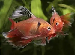 ماهی تترا جواهر باله بلند 3 تا 4 سانت