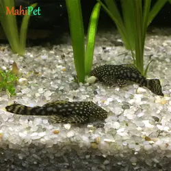 ماهی کت پوزه بوته ای مشکی باله کوتاه 5 تا 7 سانتی متر