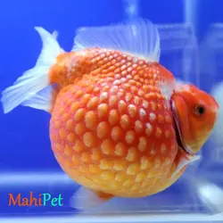 گلدفیش مرواریدی 4 تا 5 سانتیمتری