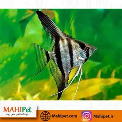 خرید آنجل سه خط 5 تا 7 سانت - ماهی پت| فروشگاه اینترنتی آکواریوم و ماهی