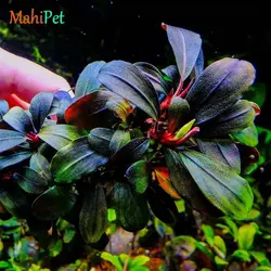 گیاه بوسفلاندرا فونیکس رد