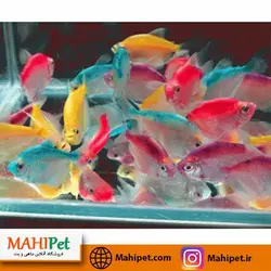 ماهی کالر ویدو  3-5 سانت