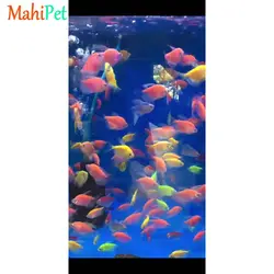 ماهی کالر ویدو  3-5 سانت