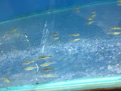 ماهی کت اتو 3 تا 4 سانت