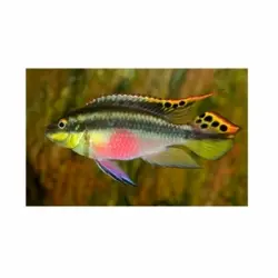 ماهی کریبنسیس 5-6 سانت