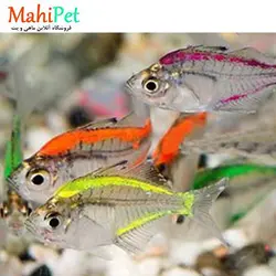 ماهی کالر فیش رنگی 3 تا 5 سانت
