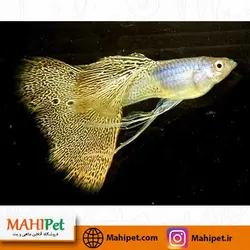 گوپی یلو اسنیک گرید A (جفت)