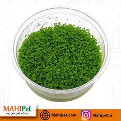 گیاه چمنی همیانتوس کوبایی
