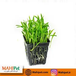 گیاه آکواریومی چمنی بلند 8-10 سانت