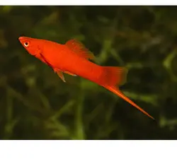 خرید ماهی سوارتیل قرمز (دم شمشیری) 5-6 سانت (جفت) - ماهی پت| فروشگاه اینترنتی آکواریوم و ماهی