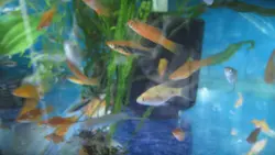 خرید ماهی سوارتیل قرمز (دم شمشیری) 5-6 سانت (جفت) - ماهی پت| فروشگاه اینترنتی آکواریوم و ماهی