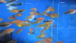 خرید ماهی سوارتیل قرمز (دم شمشیری) 5-6 سانت (جفت) - ماهی پت| فروشگاه اینترنتی آکواریوم و ماهی