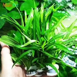 گیاه آکواریومی بیدی یا هایگروفیلا سالسیفولیا (گلدانی)