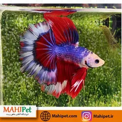 فایتر هافمون چند رنگ 5تا7 سانت