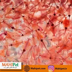 آرتمیا زنده یک لیتری حاوی 20 گرم