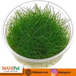 گیاه آکواریومی چمن مویی یا هیرگرس (کشت بافت)