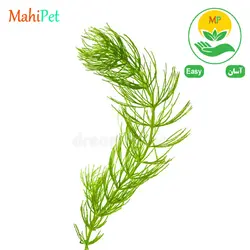 گیاه دم گربه ای گلدانی (5 شاخه)