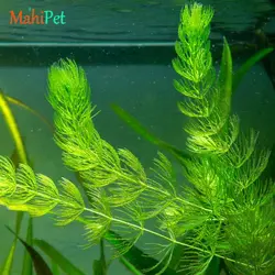 گیاه دم گربه ای گلدانی (5 شاخه)