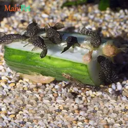 ماهی کت پوزه بوته ای مشکی باله کوتاه 2 تا 2.5 سانتی متر