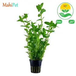 گیاه آکواریومی باکوپا (کارولینیا) 8-10 سانت
