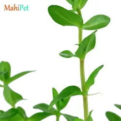 گیاه آکواریومی باکوپا (کارولینیا) 8-10 سانت