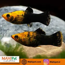 ماهی مولی پاندا 3 تا 5 سانت