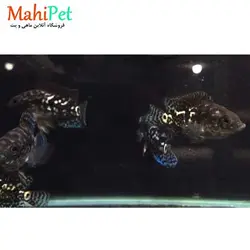 ماهی سیچلاید بلک جک دمپسی  7 تا 8 سانت