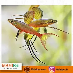 رمبو باله ریسمانی 3 تا 4 سانت