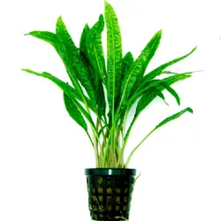 گیاه کریپتون بلند 35سانتی