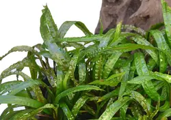 گیاه کریپتون بلند 35سانتی