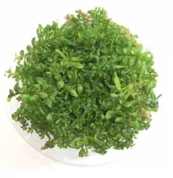 گیاه آکواریومی روتالا گرین (کشت بافت)