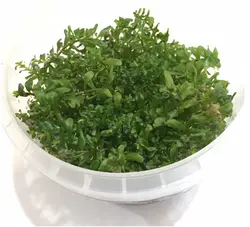 گیاه آکواریومی روتالا گرین (کشت بافت)