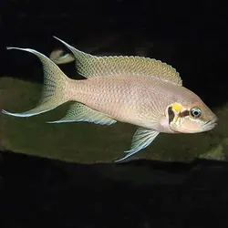 سیچلاید بریچاردی 5 تا 7 CM