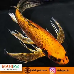 ماهی کوی باله بلند نارنجی 10 تا 15 سانت