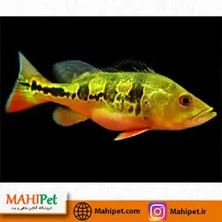 ماهی پیکاک باس 9-10 سانت