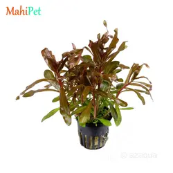 گیاه آلترنانترا چند رنگ