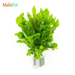 گیاه آلترنانترا چند رنگ