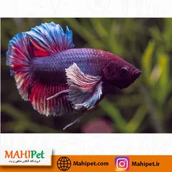 فایتر نر بیگ ایر دامبو 4 تا 6 سانت