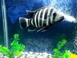 خرید سیچلاید گورخری متوسط 9 تا 12 cm - ماهی پت| فروشگاه اینترنتی آکواریوم و ماهی