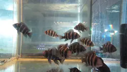 خرید سیچلاید گورخری متوسط 9 تا 12 cm - ماهی پت| فروشگاه اینترنتی آکواریوم و ماهی