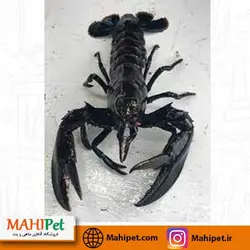 لابستر مشکی 9 تا 12 سانتی متر