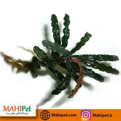 گیاه آکواریومی بوسفلاندرا بلیندای 2-3 سانت