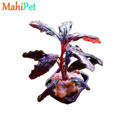 گیاه بوسفلاندرا ولوت / سایز S