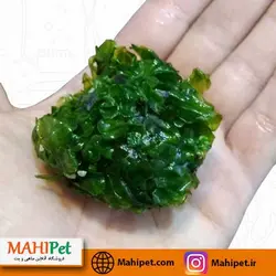 گیاه آکواریومی موس بال پلیا