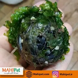 گیاه آکواریومی موس بال پلیا