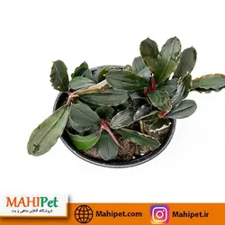 گیاه بوسفلاندرا ردمینی