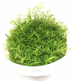 گیاه باکوپا میرفیلیوم (کشت بافت)
