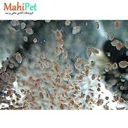 غذای زنده دافنی ( کیسه ای )